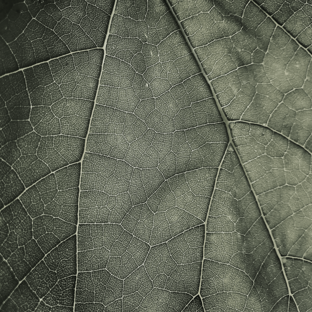 Leaf 5