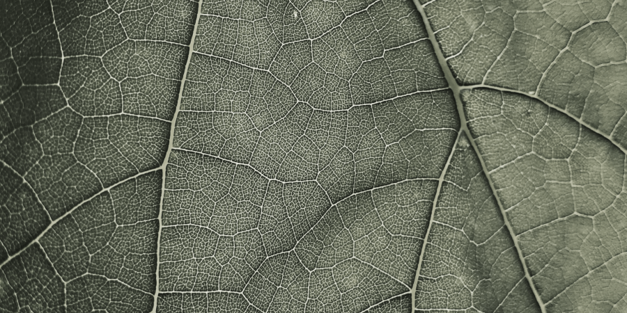 Leaf 5