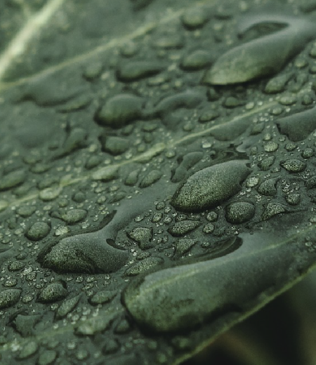 Green Leaf with Water droplets