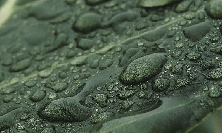 Green Leaf with Water droplets