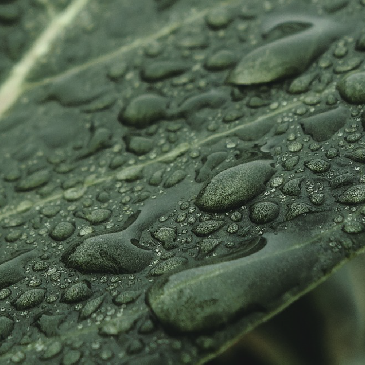 Green Leaf with Water droplets