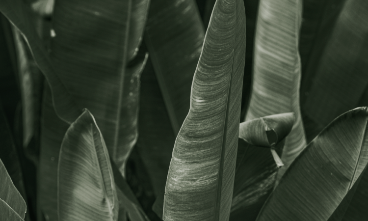 Green Leaves